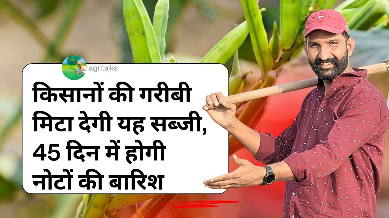 फरवरी में ग्वार फली की खेती