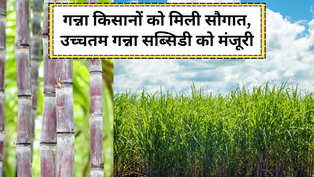 गन्ना किसानों को राज्य सहमत मूल्य (SAP) से सब्सिडी