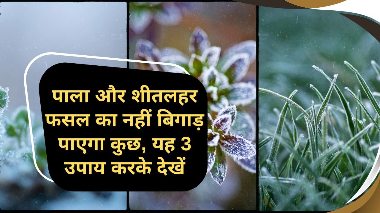 पाला से फसल बचाने के लिए हल्की सिंचाई करें