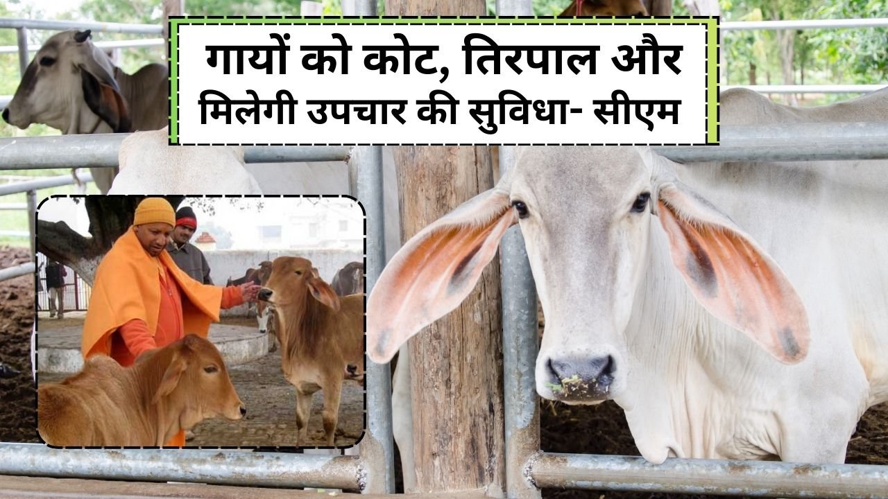 गोवंश के लिए उत्तर प्रदेश में मिलने वाली सुविधाएं