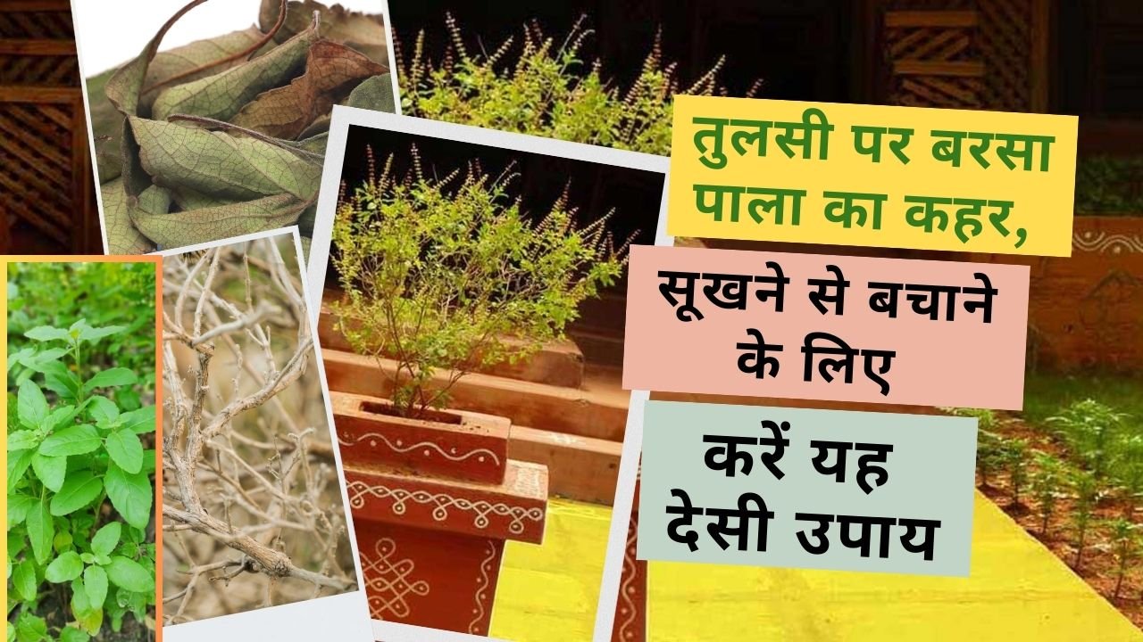तुलसी को सर्दी में सूखने से कैसे बचाएं