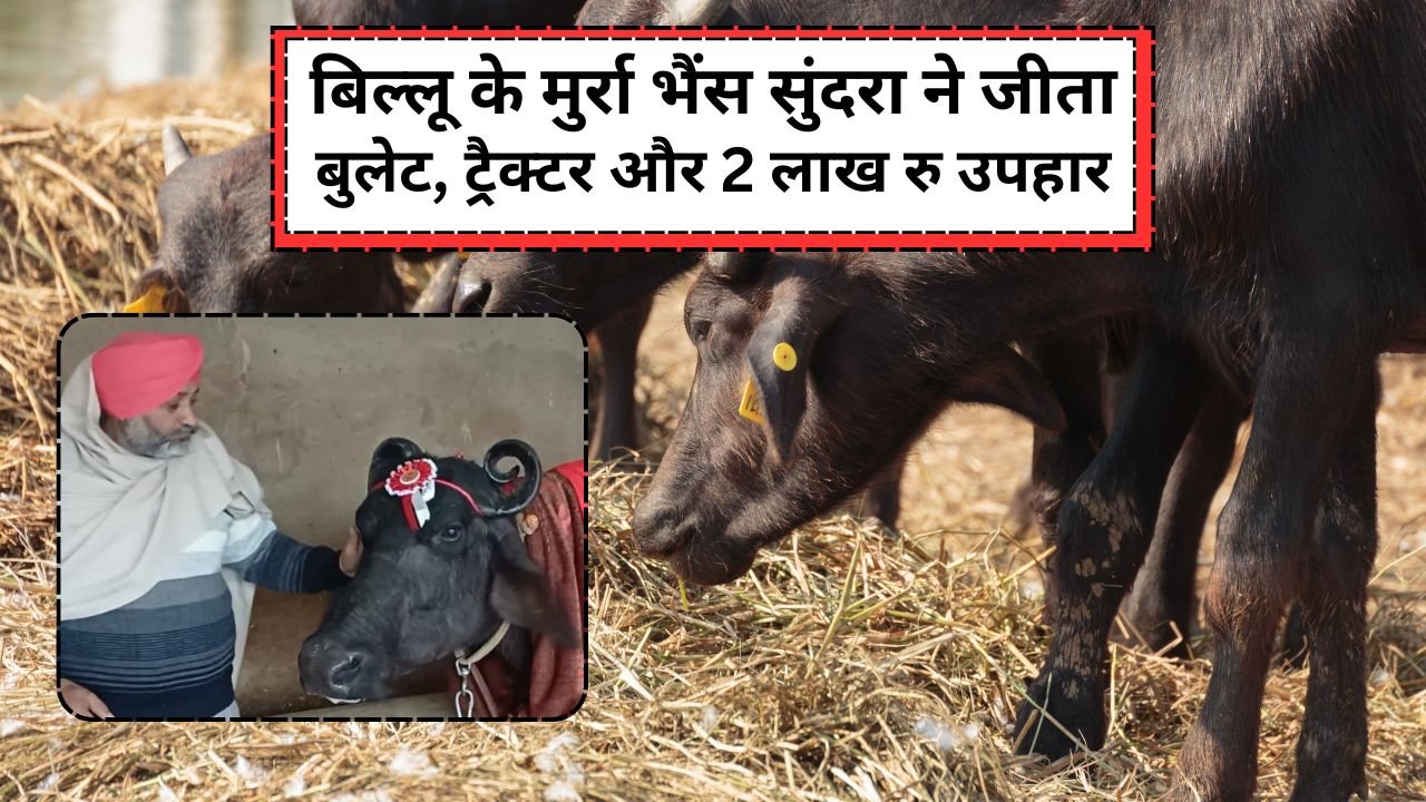 इस मुर्रा भैंस को उपहार में मिला बुलेट और ट्रैक्टर