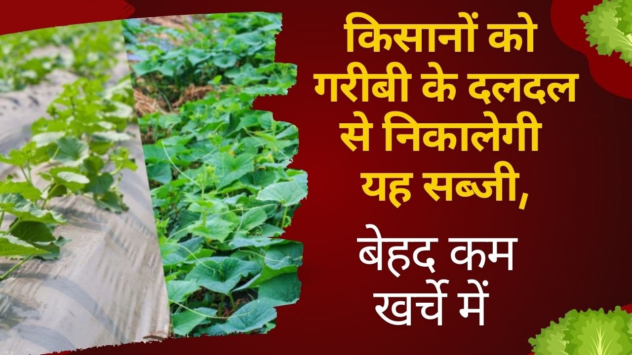 कम समय कम खर्चे में ज्यादा मुनाफा देने वाली सब्जी
