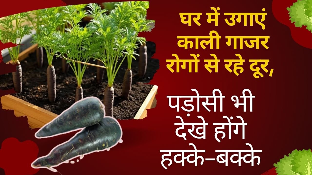 काली गाजर कैसे लगाएं