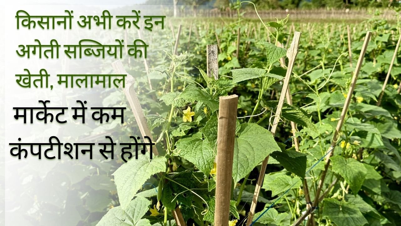 इस समय कौन सी सब्जियों की अगेती खेती करें