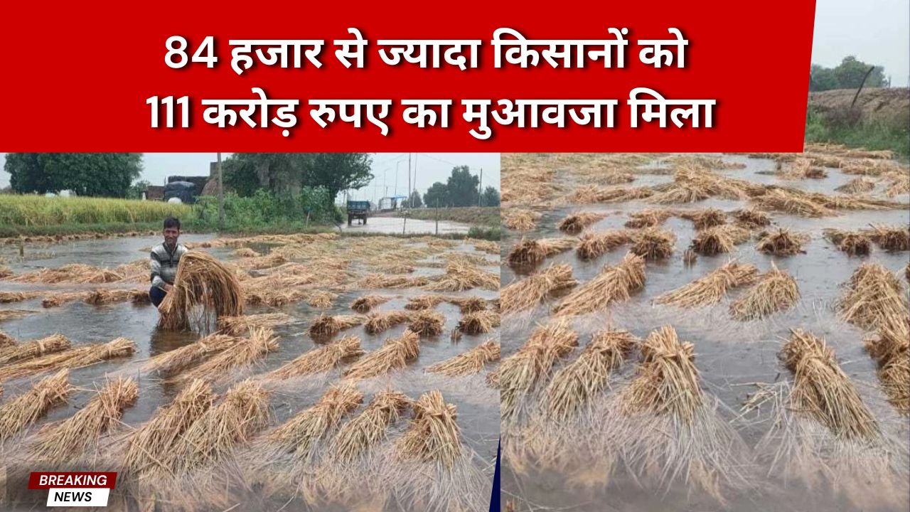 बारिश से बर्बाद हुई फसल का मिला मुआवजा