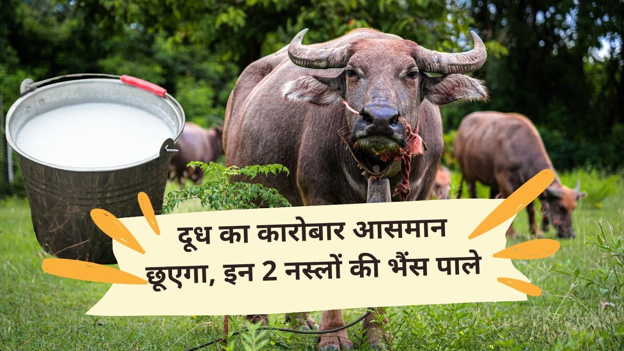 दूध का कारोबार