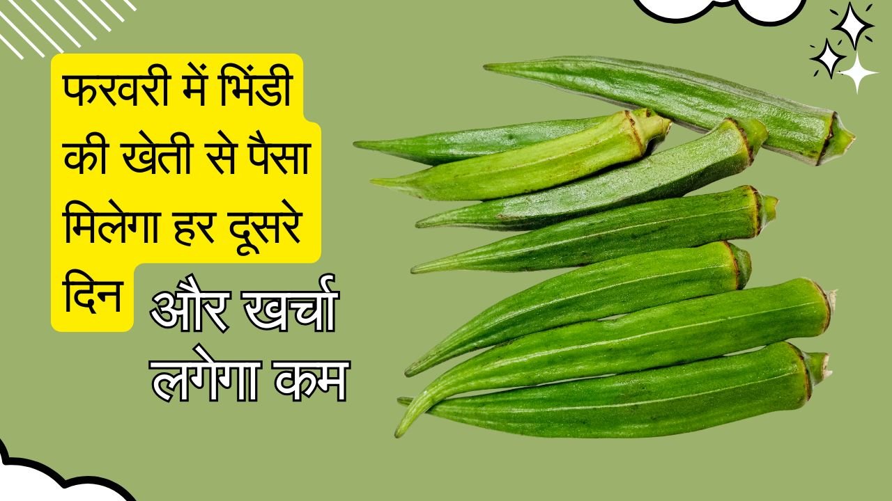 फरवरी में भिंडी की खेती