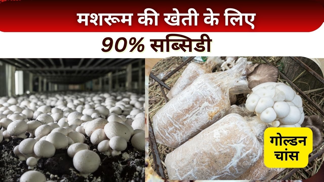 मशरूम की खेती पर सब्सिडी