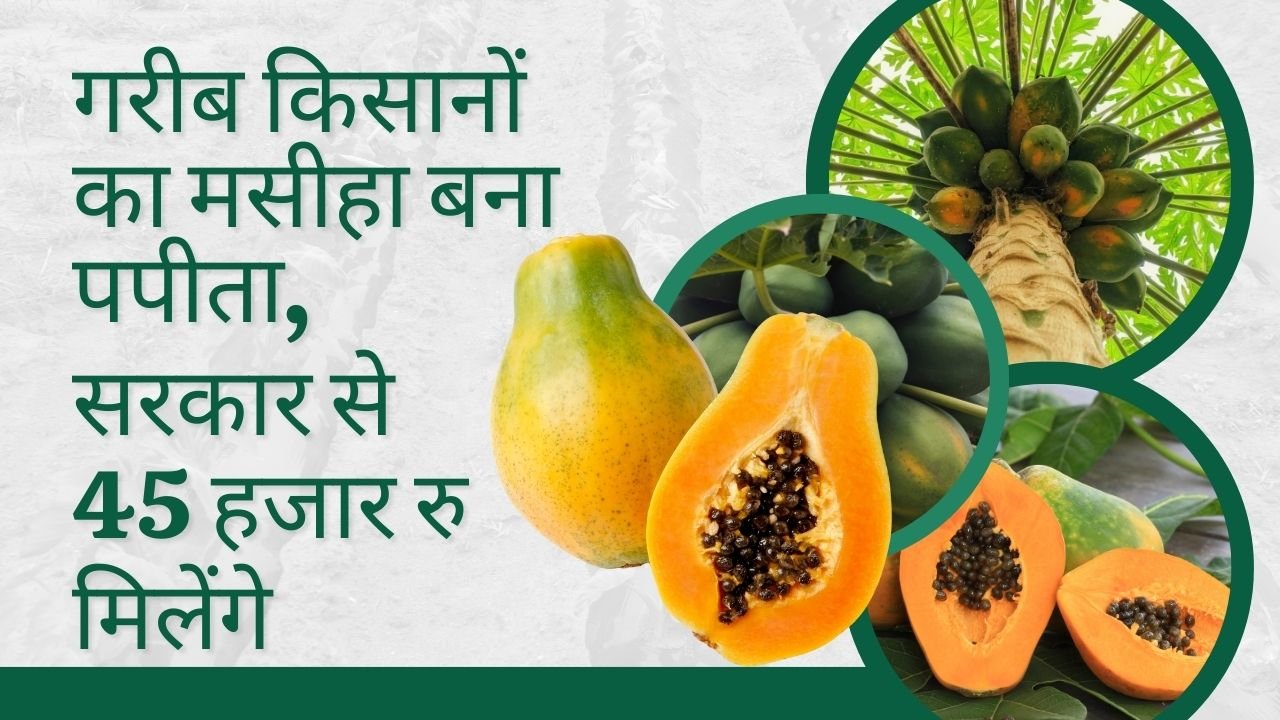 पपीते की खेती पर सब्सिडी
