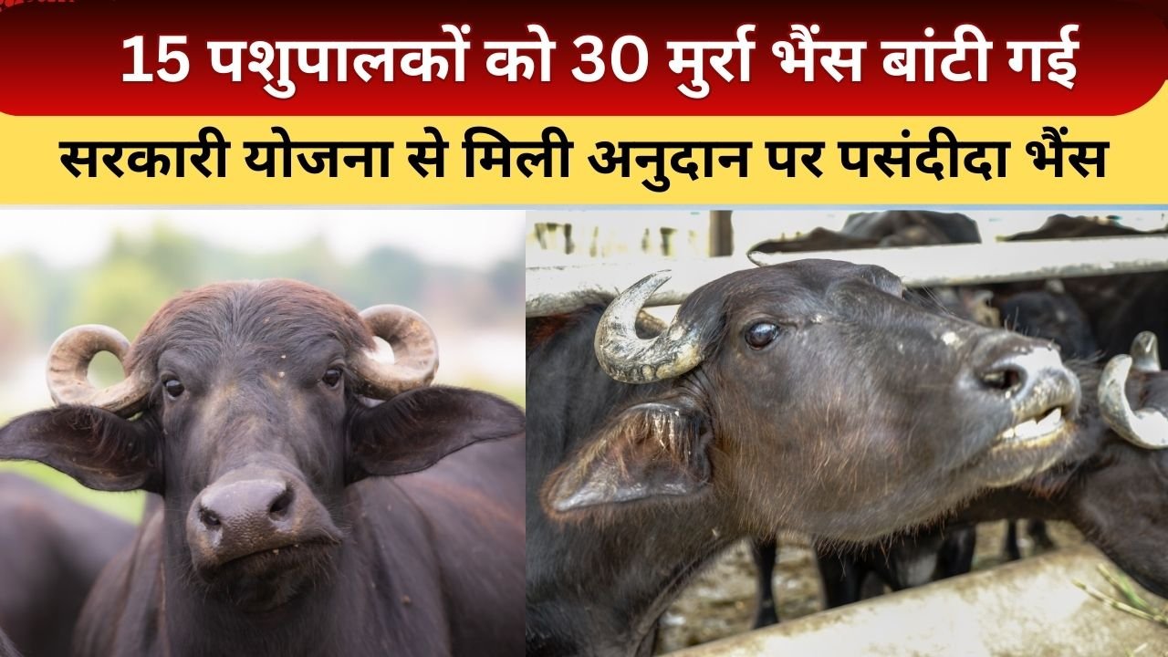 मुर्रा नस्ल की भैंस पर अनुदान