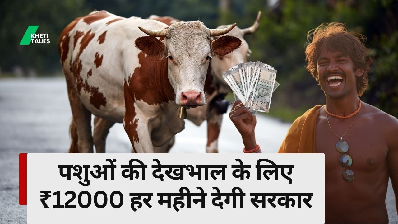 पशुओं की देखभाल के लिए मिलेंगे ₹12000