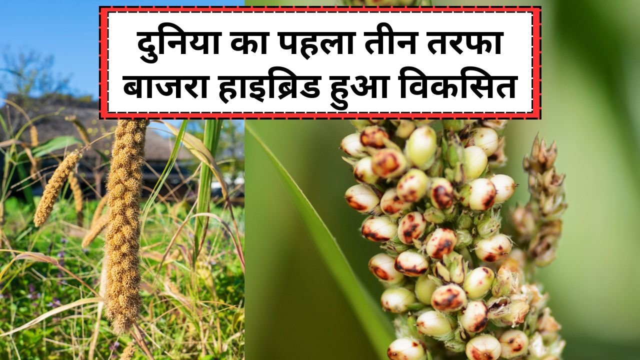 बाजरा हाइब्रिड RHB 273 से उत्पादन