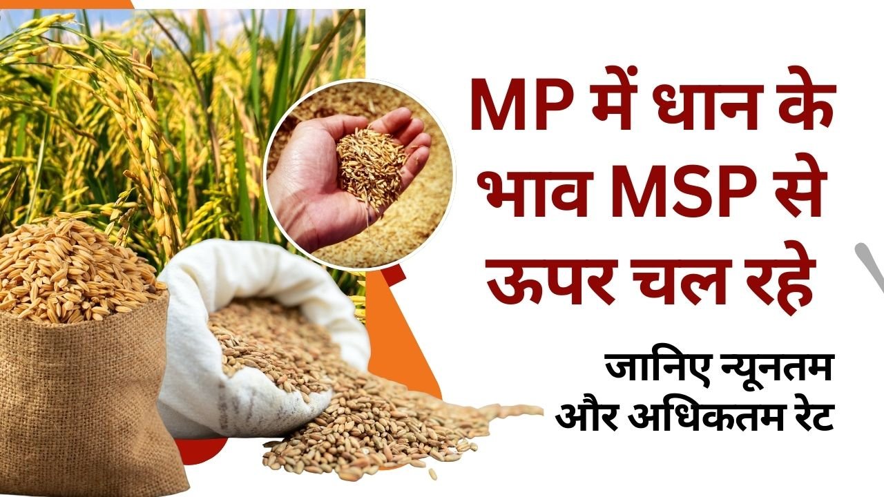 MP में धान के भाव