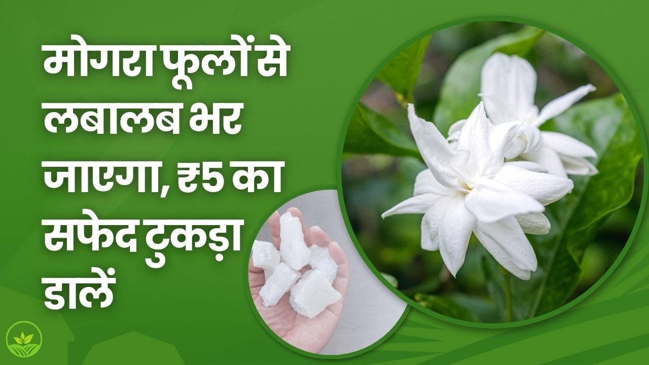 मोगरा के पौधे में डाले ₹5 की यह चीज