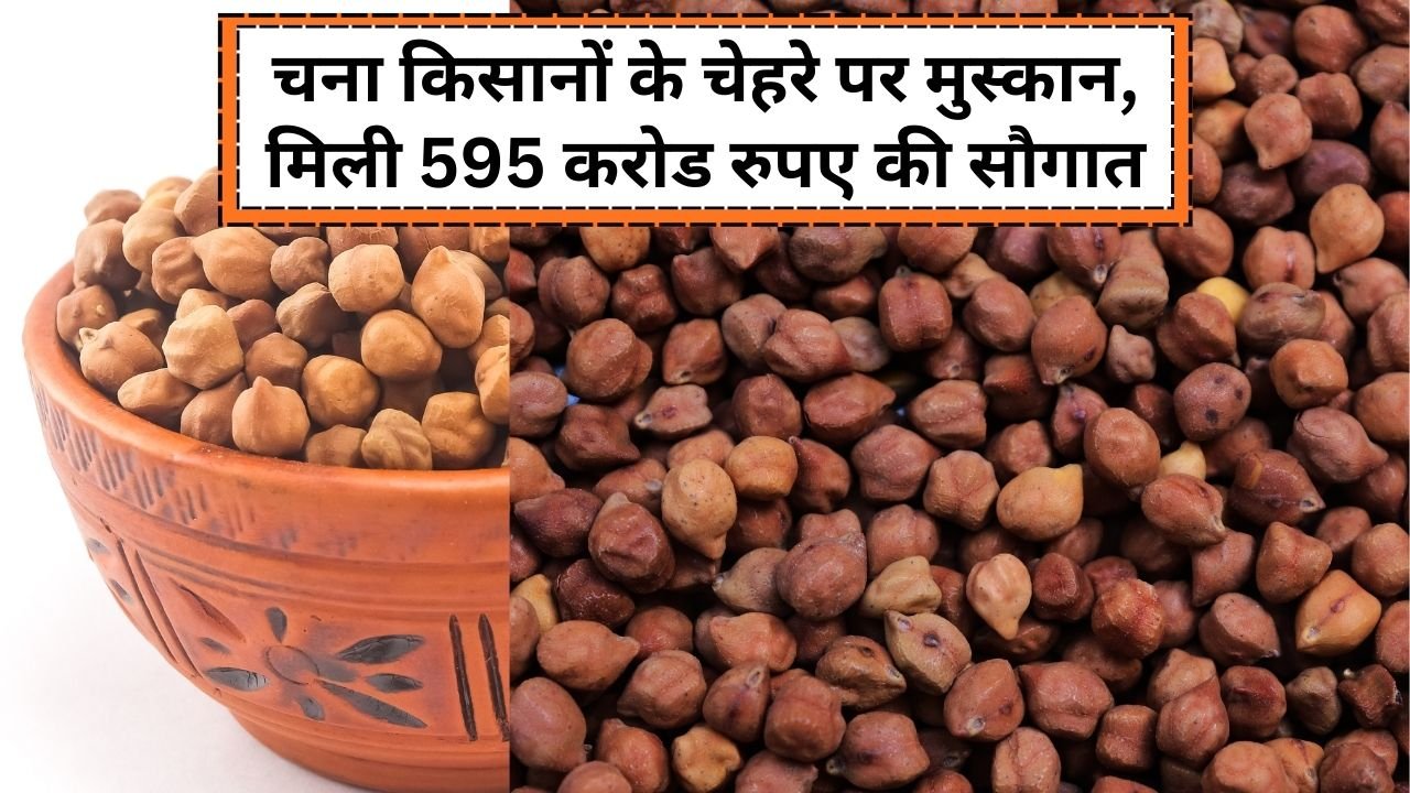 चना किसानों को मिली 595 करोड रुपए की सौगात