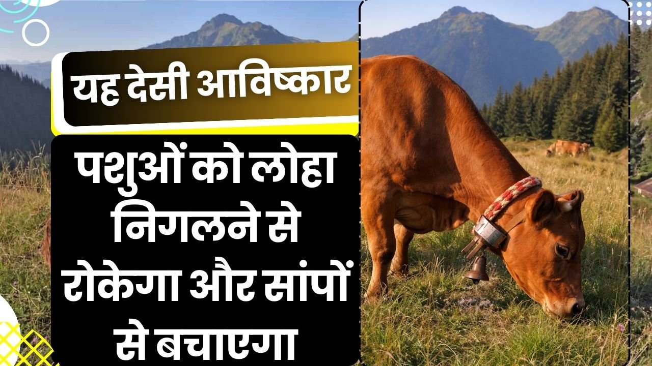मैग्नेटिक बेल कॉलर
