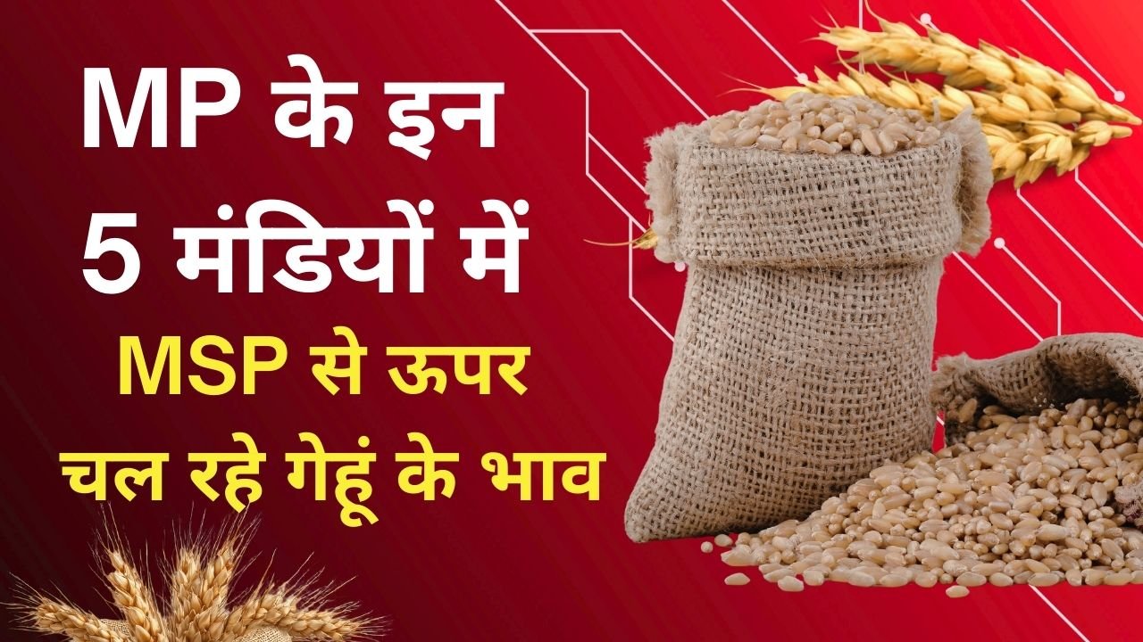 मध्य प्रदेश में गेहूं के मंडी भाव