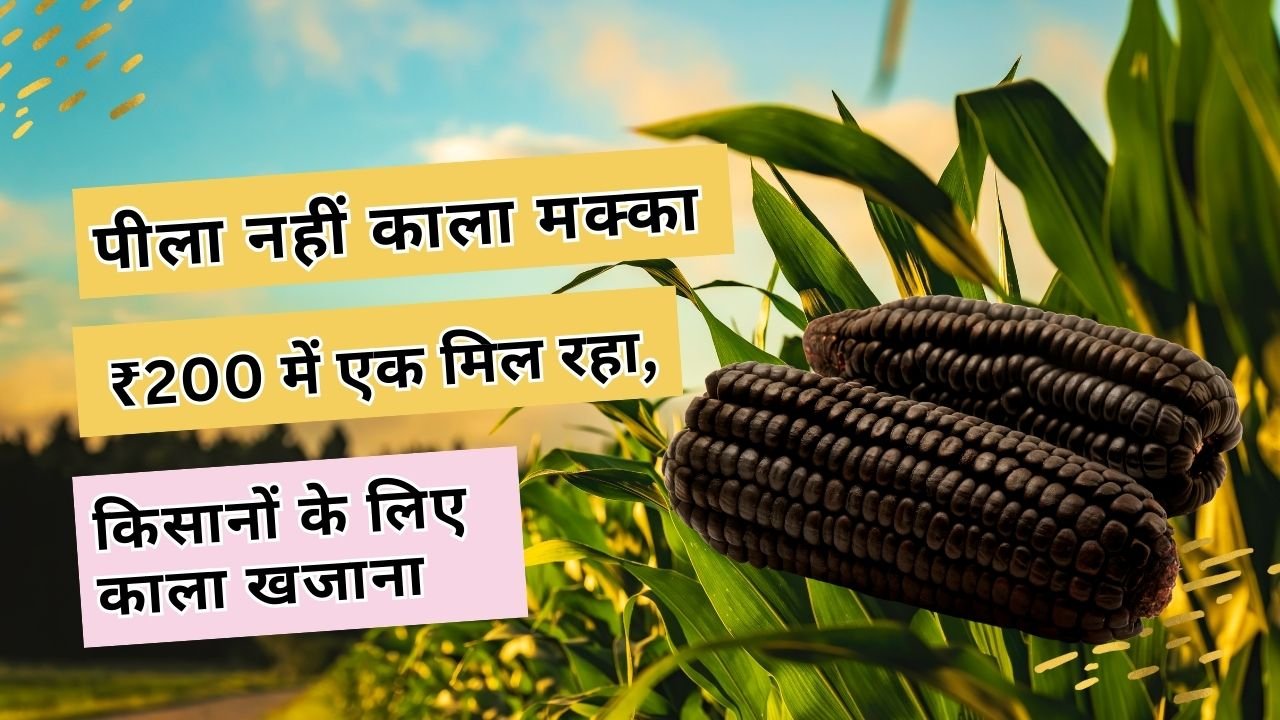 काला मक्का की कीमत कितनी मिलती है