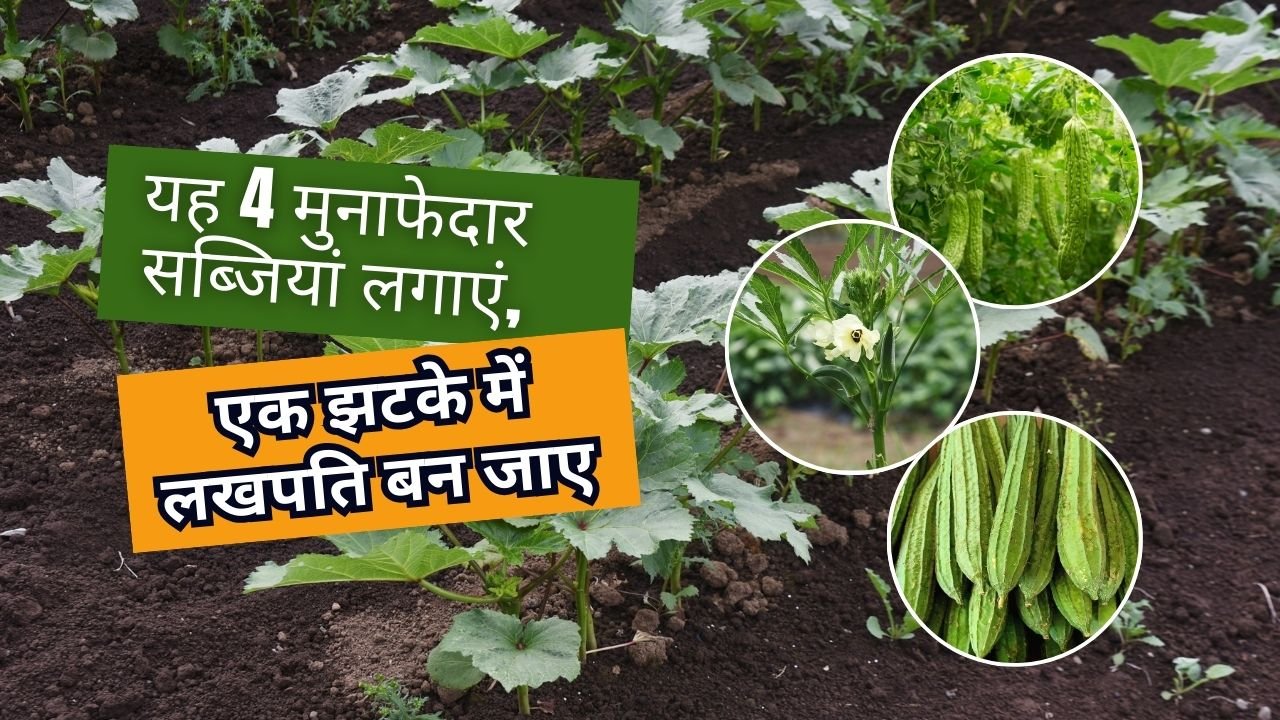 फरवरी में कौन सी सब्जियों की खेती करें