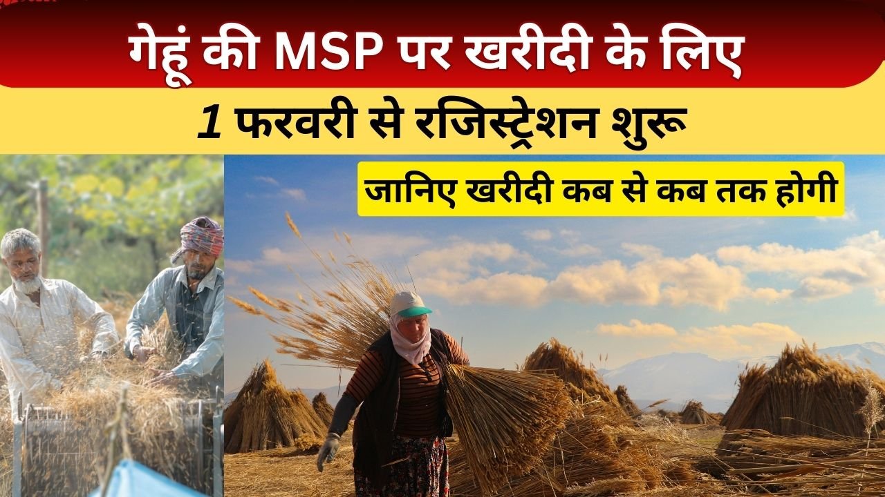 गेहूं की MSP पर खरीदी
