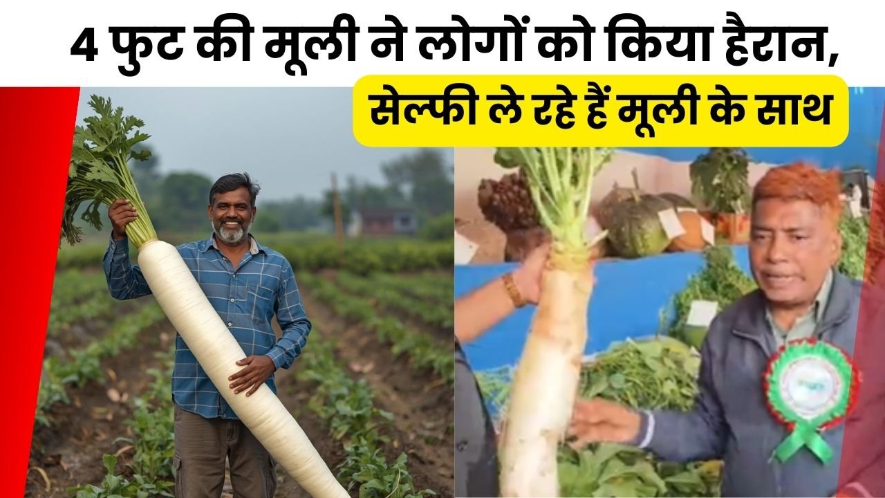 खाने के लिए नहीं बस देखने के लिए है यह मूली