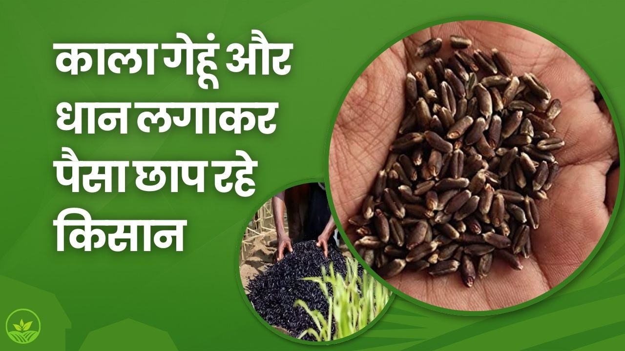 काला गेहूं और धान लगाकर पैसा छाप रहे किसान