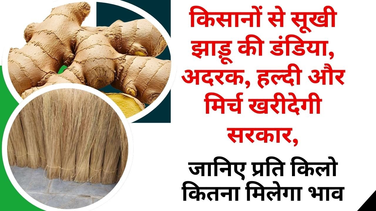 किसानों से सूखी झाड़ू की डंडिया, अदरक, हल्दी और मिर्च खरीदेगी सरकार