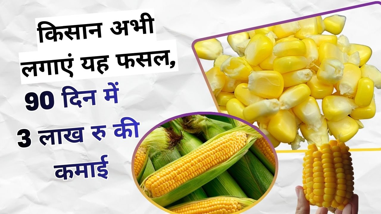 किसान अभी लगाएं यह फसल