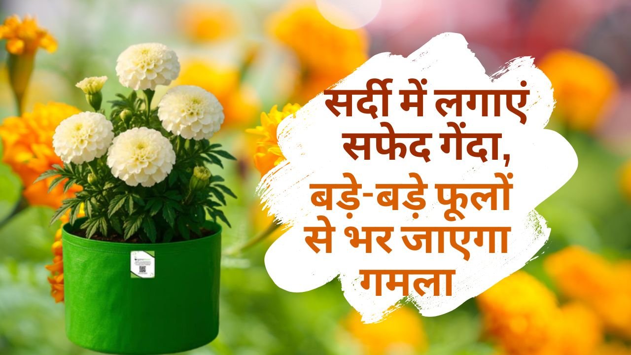 सफेद गेंदा की खासियत क्या है