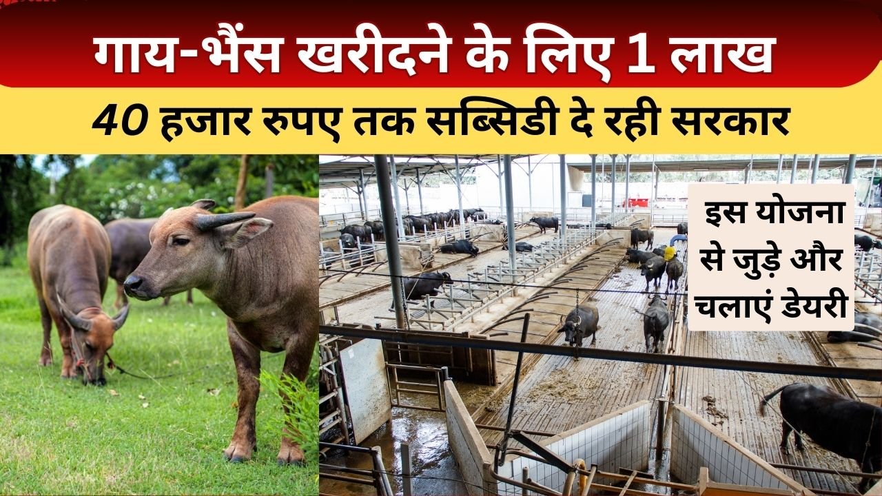 उन्नत नस्ल की गाय-भैंस पर सब्सिडी