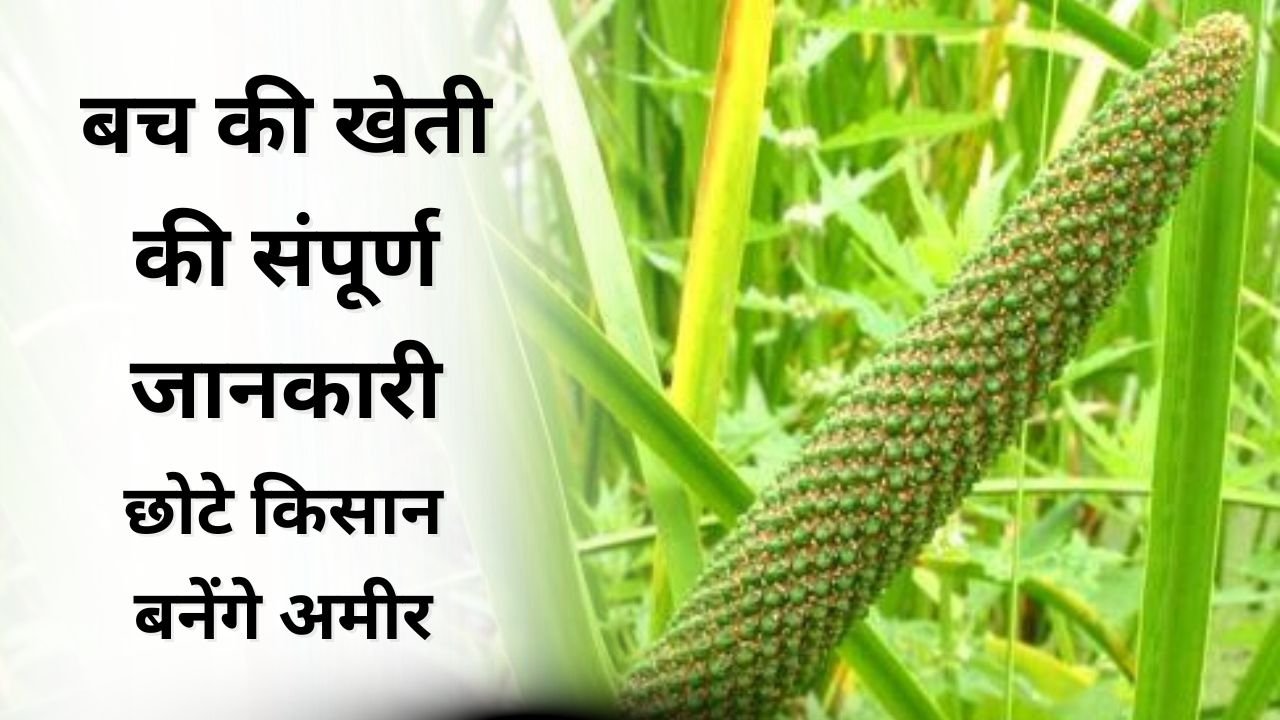 बच की खेती की संपूर्ण जानकारी