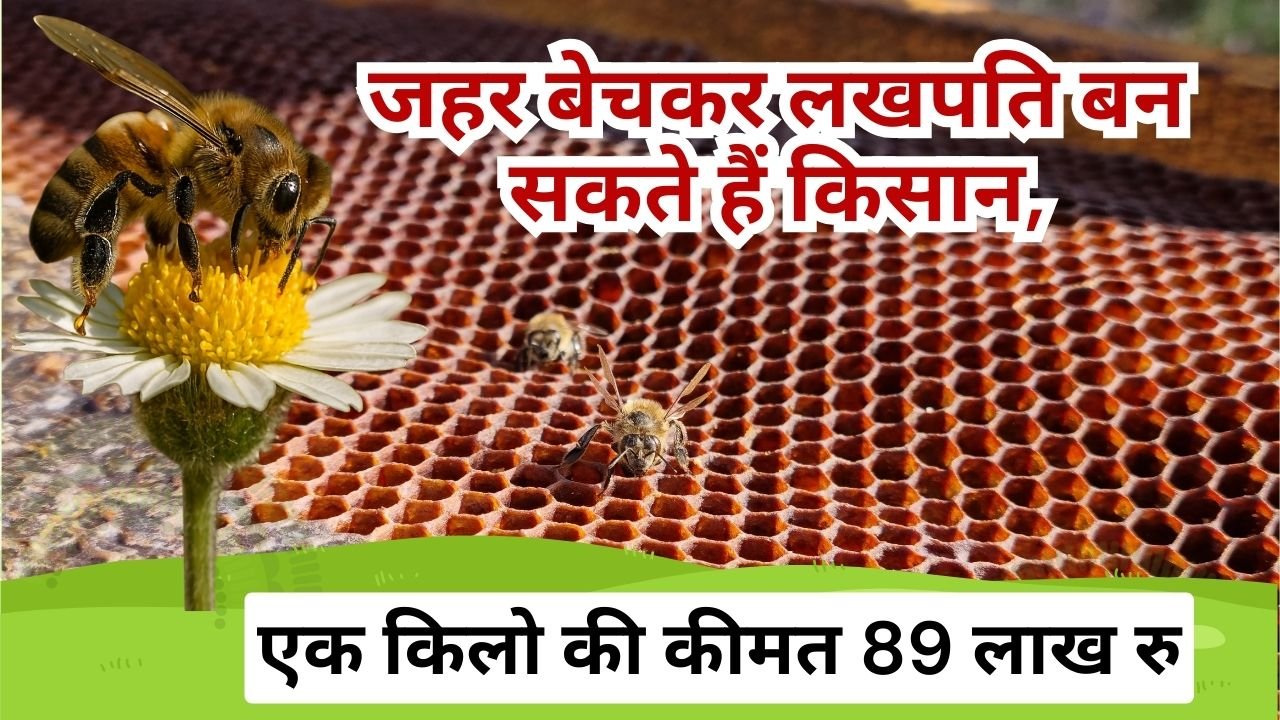 मधुमक्खी के जहर की कीमत