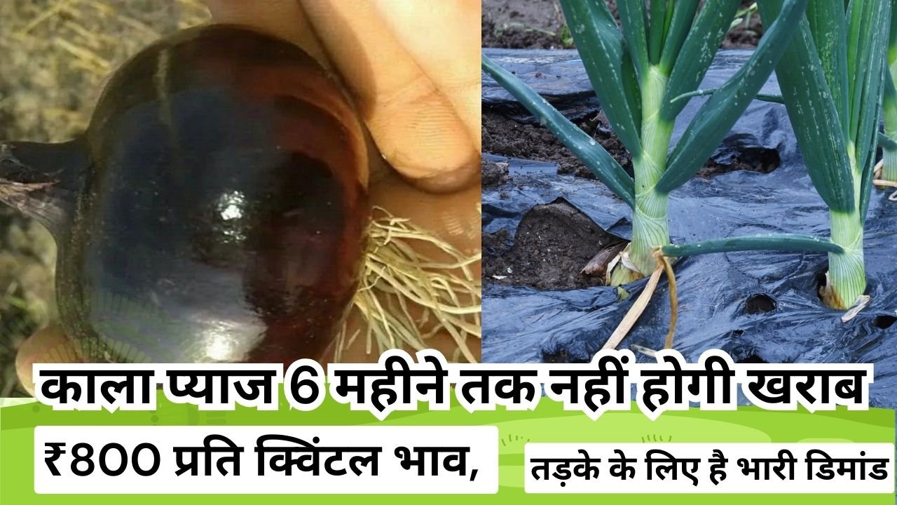 काला प्याज की खासियत क्या है