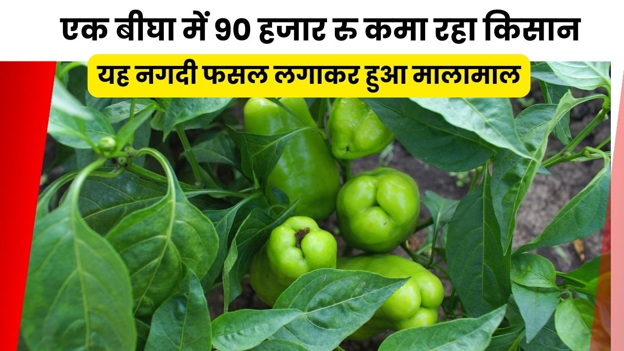 शिमला मिर्च की खेती में कमाई