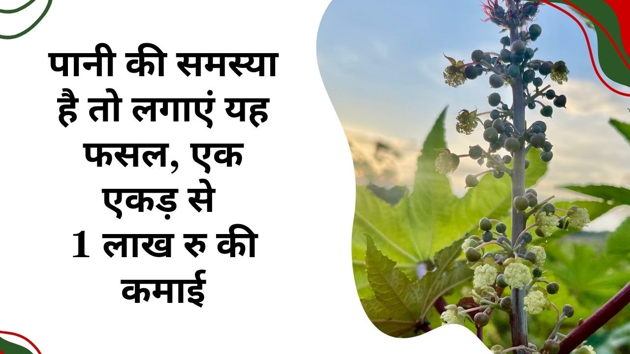 अरंडी की खेती में कमाई