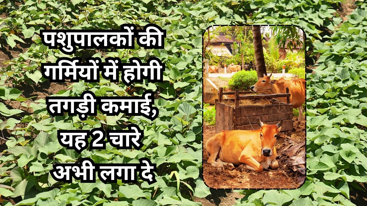 पशुओं के लिए गर्मी में हरे चारे की समस्या