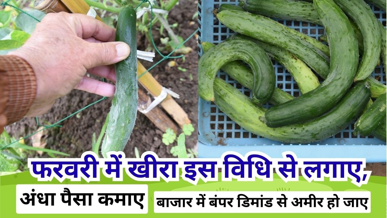 फरवरी में खीरा की खेती से कमाई