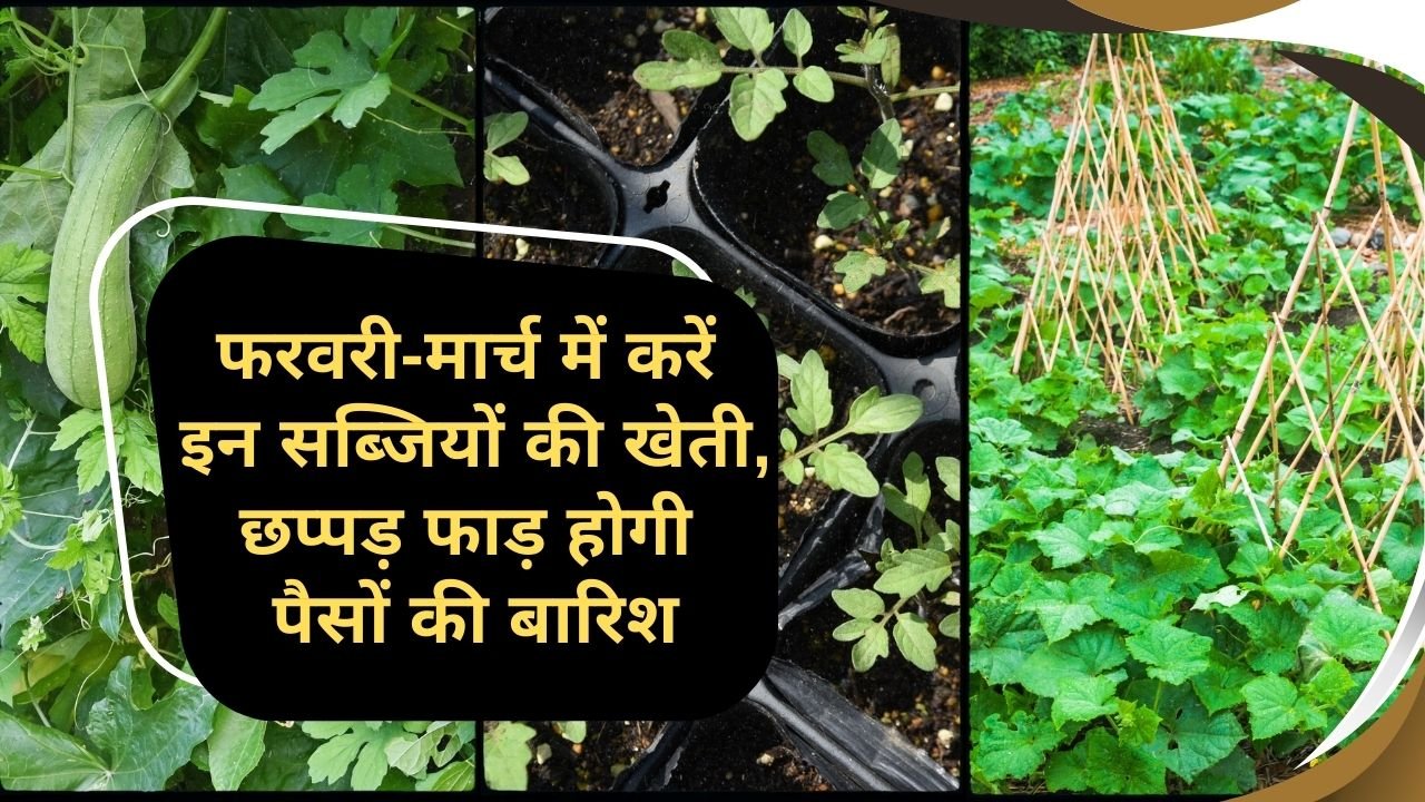 जायद सीजन में कौन सी सब्जियां लगाएं किसान