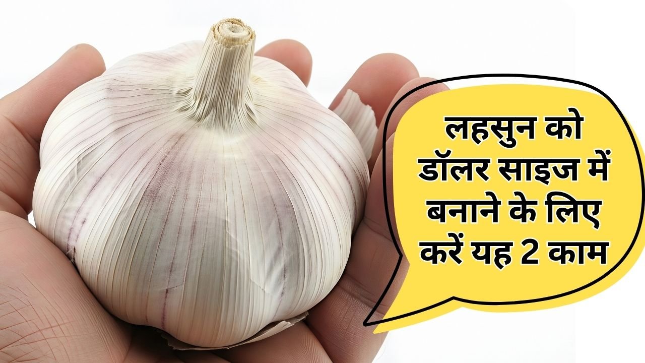 लहसुन का डॉलर साइज करने के उपाय