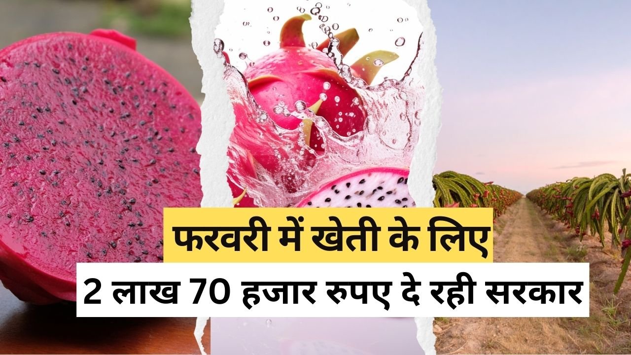 ड्रैगन फ्रूट की खेती में फायदा क्या है