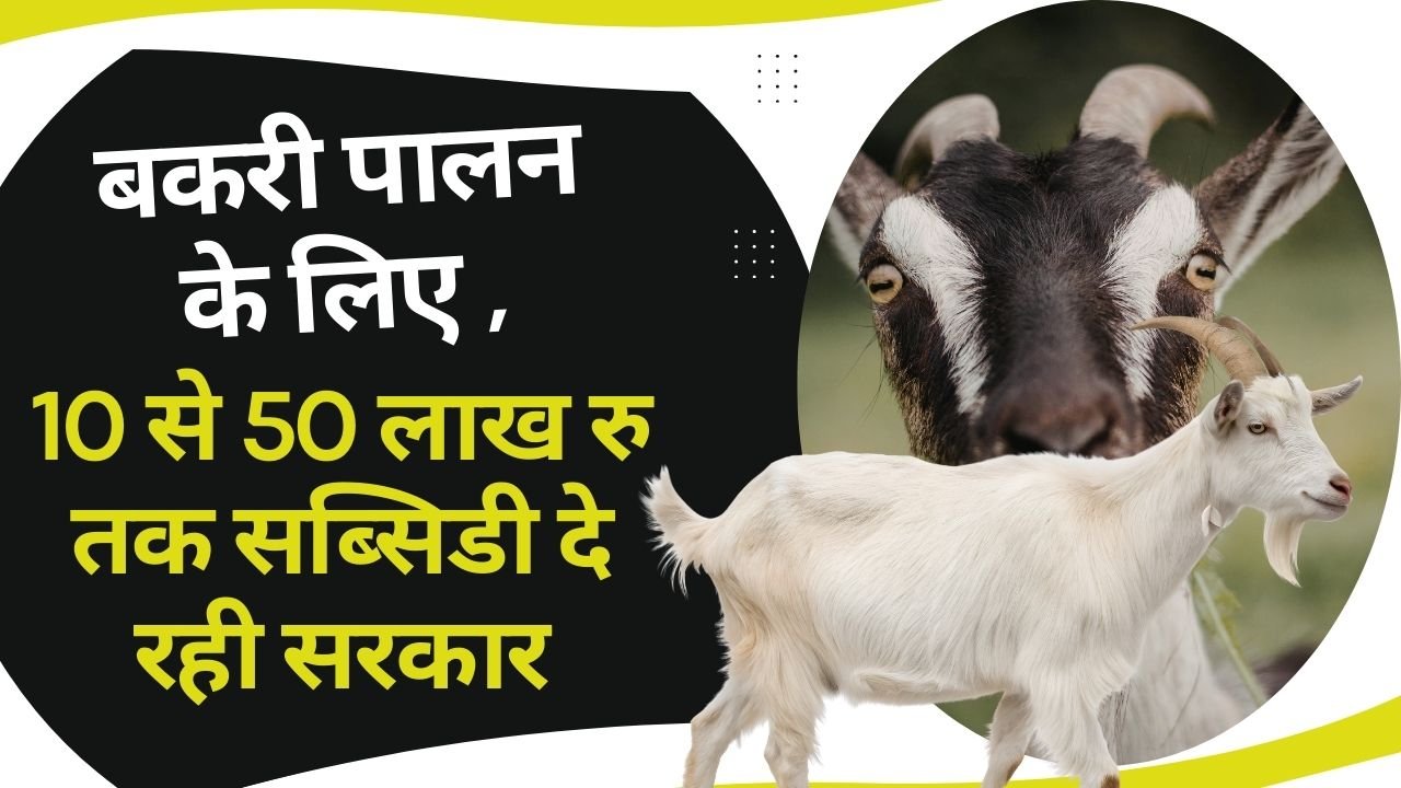 बकरी पालन पर सब्सिडी