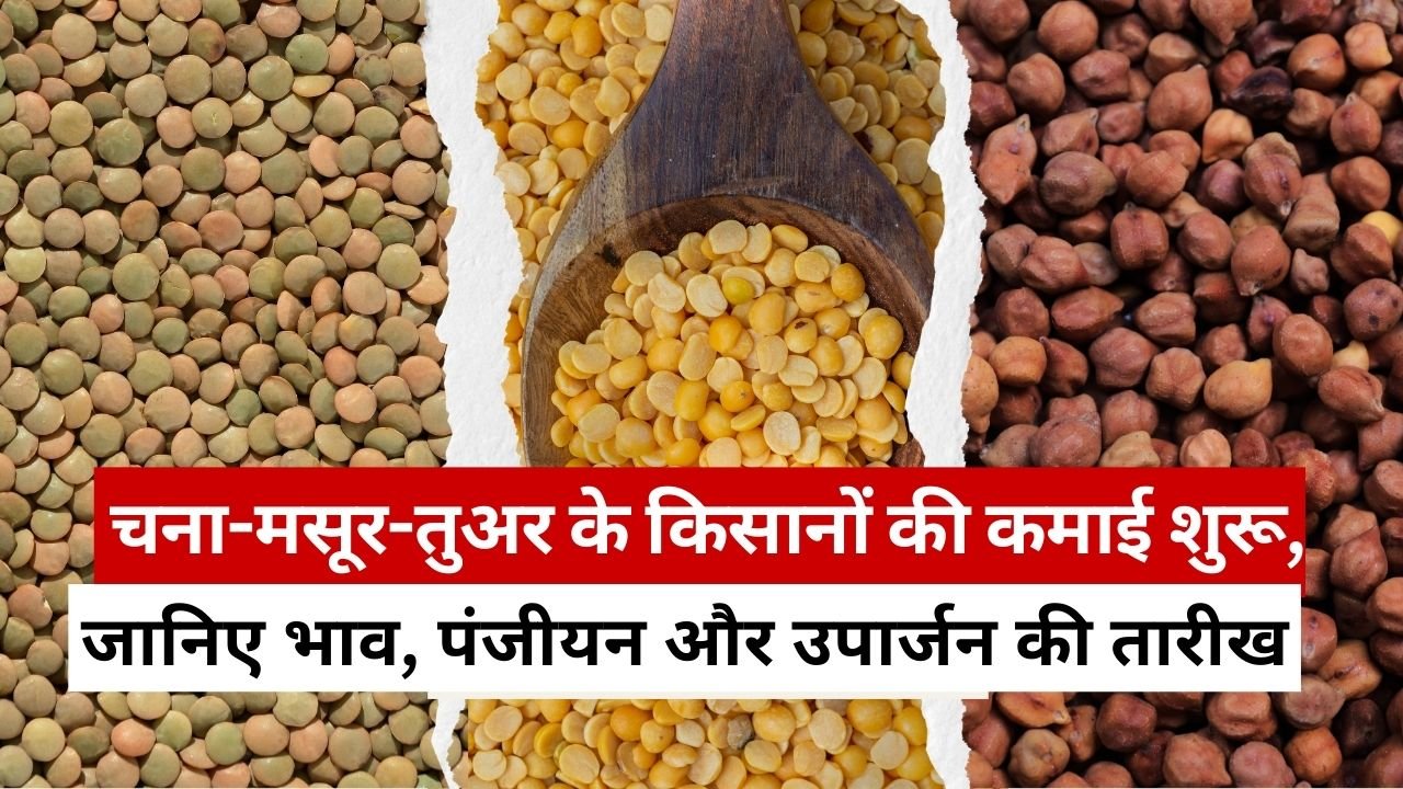 चना-मसूर-तुअर