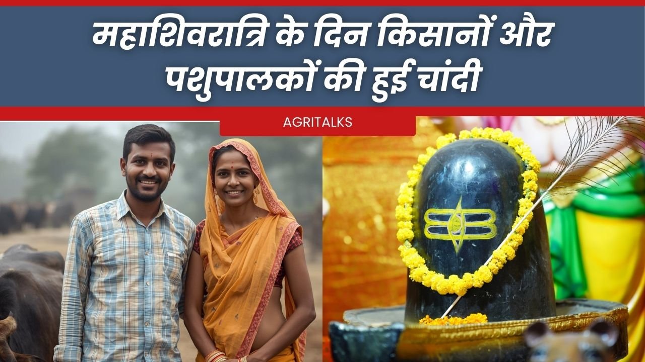 महाशिवरात्रि के दिन किसानों की कैसे हो रही कमाई