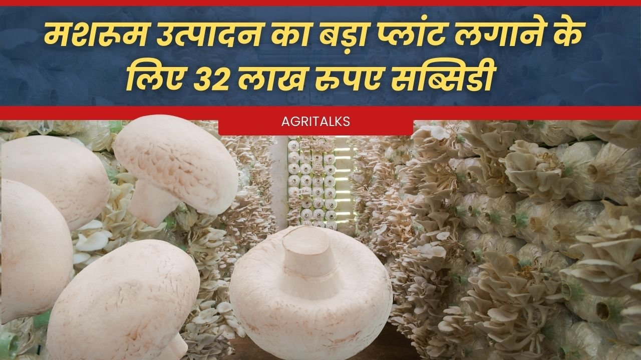 मशरूम उत्पादन प्लांट पर सब्सिडी