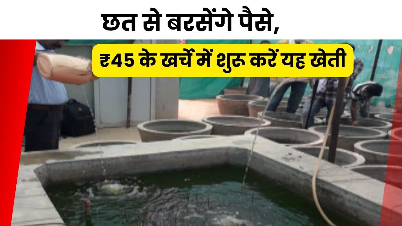 छत पर मोती की खेती