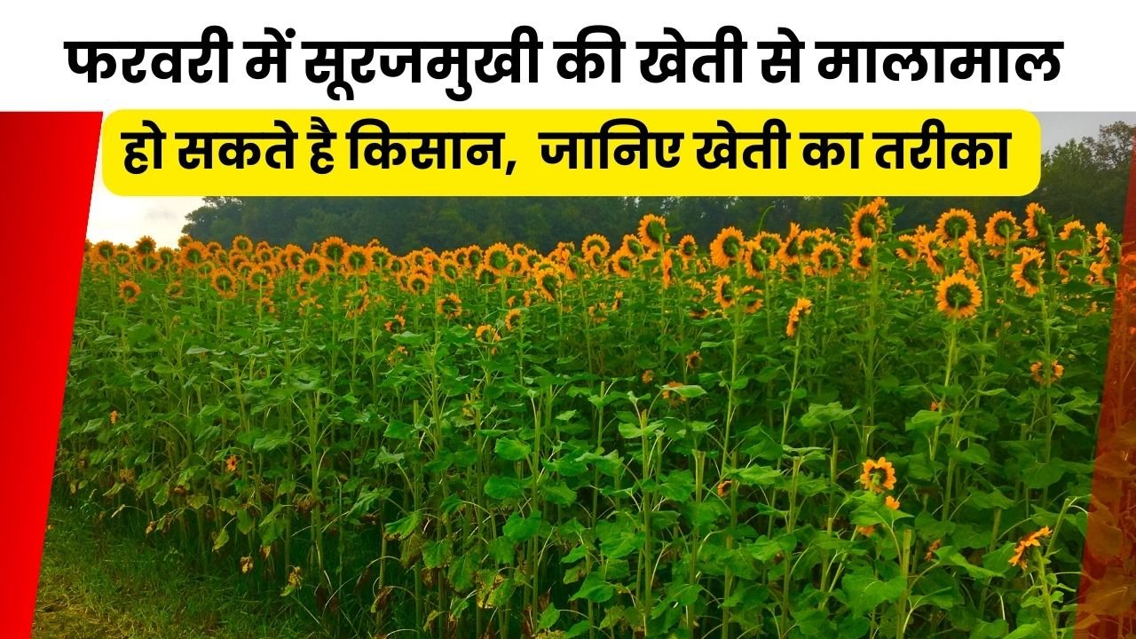 फरवरी में सूरजमुखी की खेती