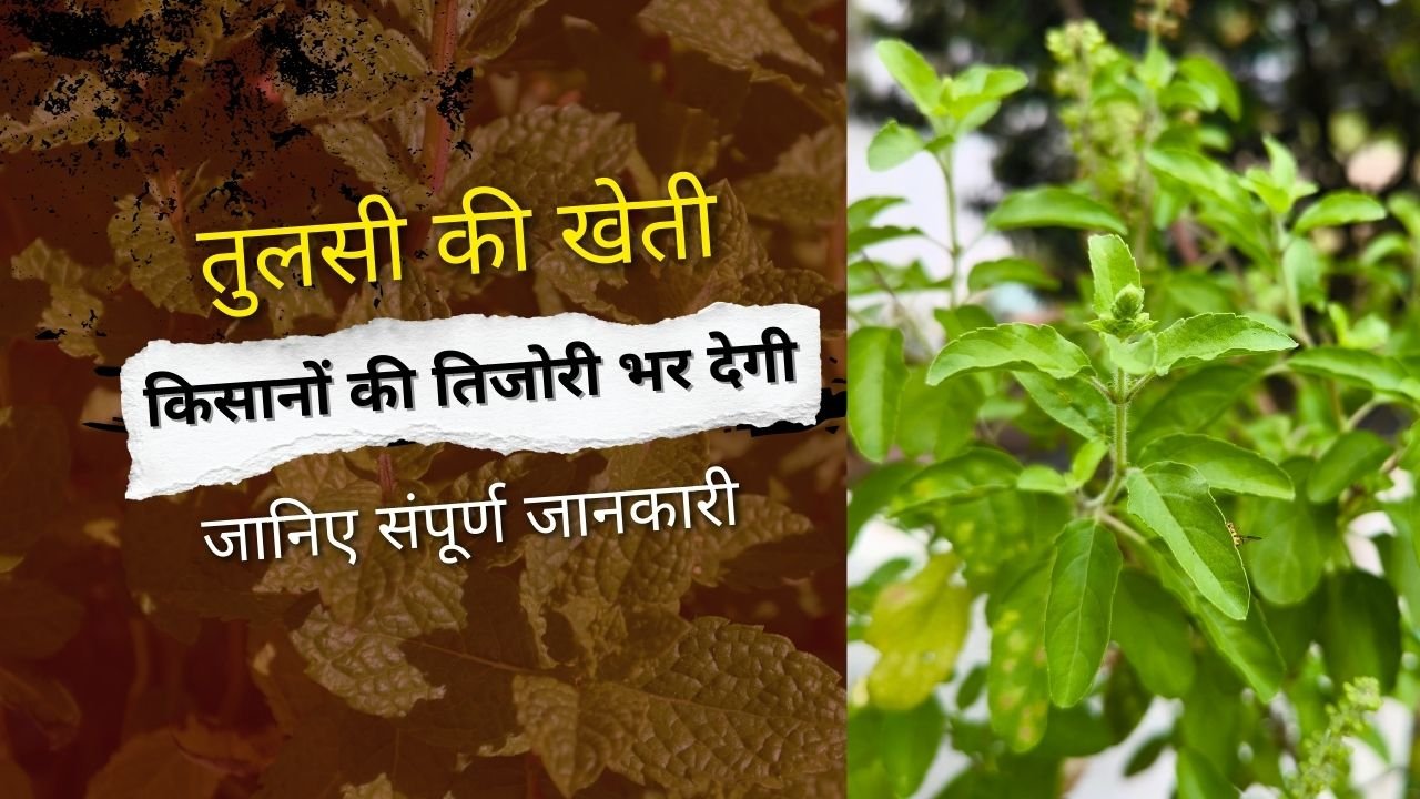 तुलसी की खेती में खर्च और मुनाफा