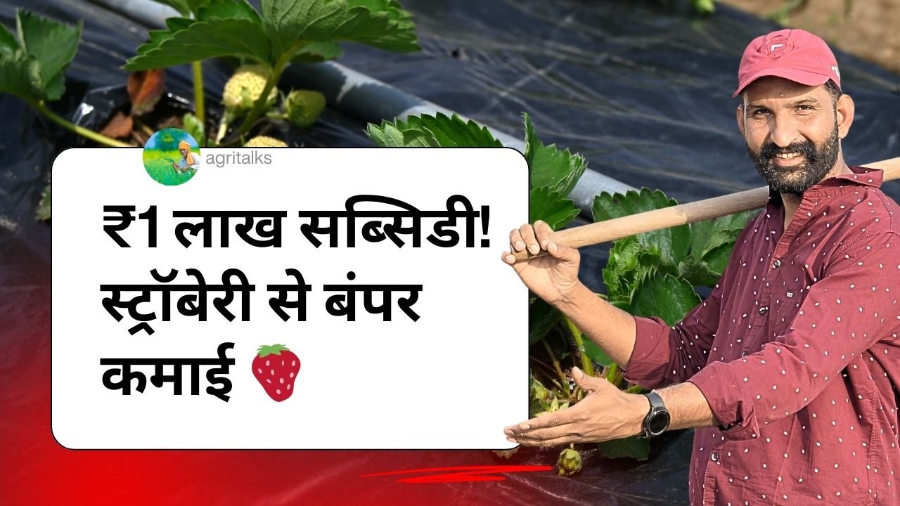 स्ट्रॉबेरी की खेती पर ₹1 लाख सब्सिडी
