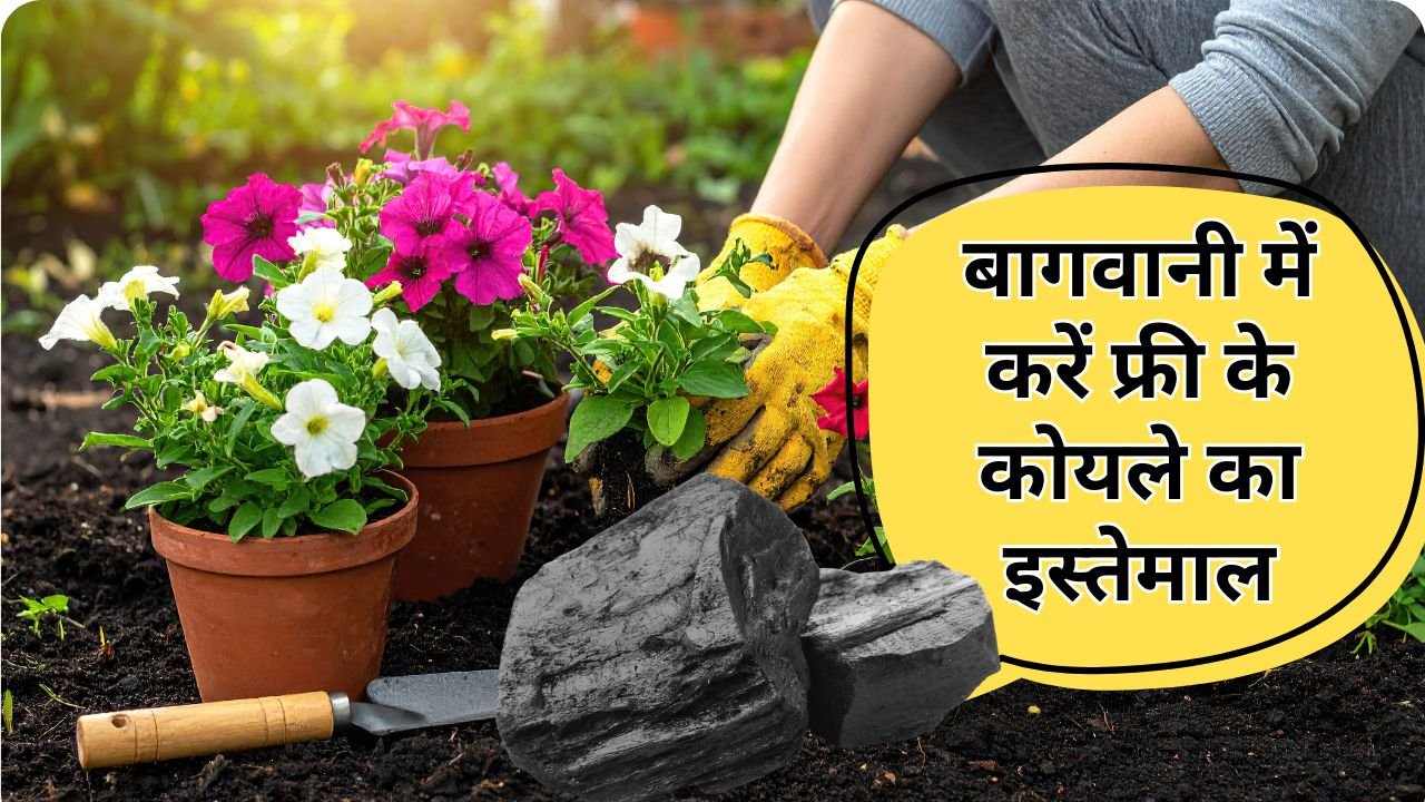 बागवानी में कोयला का इस्तेमाल